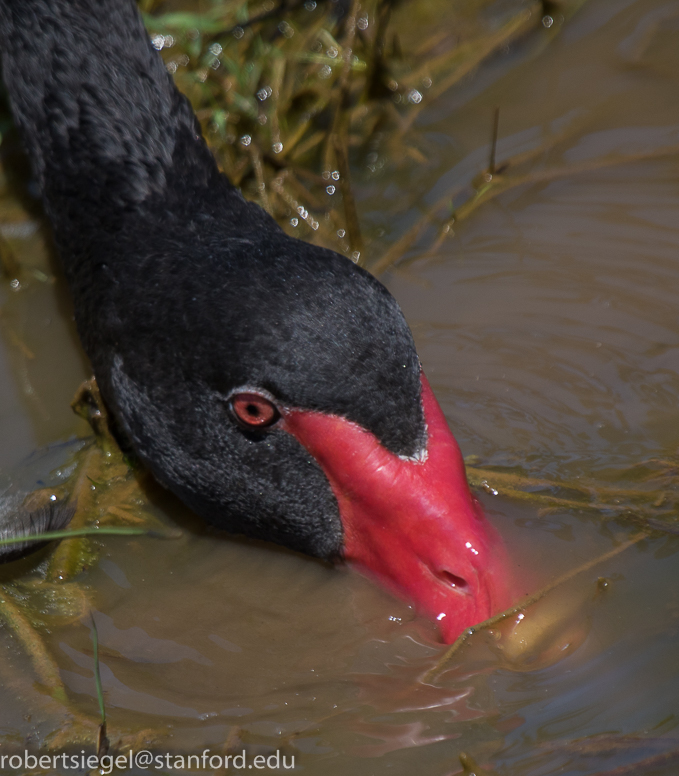 black swan